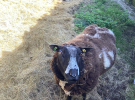Dutch spotted ram