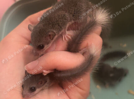 african pygmy dormice babies for rehoming
