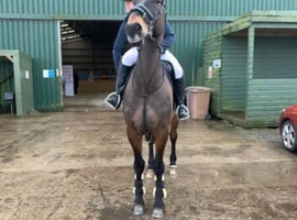 Irish Sports Horse