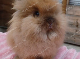 Double Mained Lionhead Doe