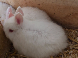 Rabbits for sale