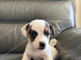 Jackrussel x Sealyham terrier puppies