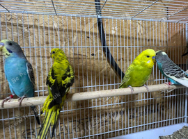 Budgies for sale