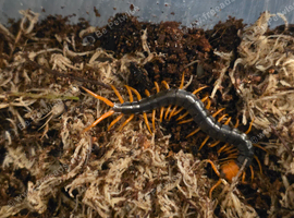 CB26 Giant Vietnamese Centipede