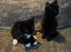 two moggie kittens