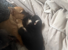Pomchi puppies