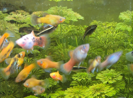 Adult platy fish