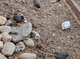 Quails