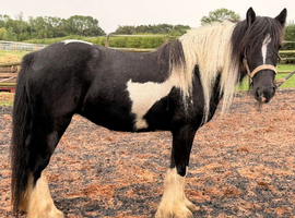 Heavy weight cob