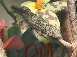 Collection for sale. Northern spiny tail geckos (strophurus ciliaris) and chameleon geckos (Eurydactylodes vieillardi). Proven breeders and offspring.