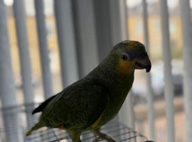 Male Blue headed semi tamed talking Parrot