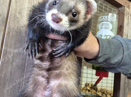Micro eu ferrets 15 weeks old