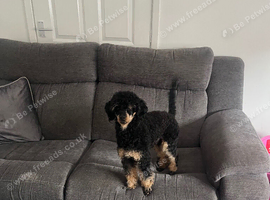 Toy poodle boy