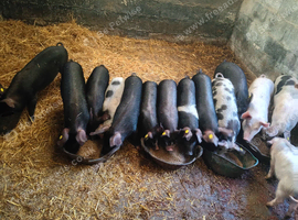 Weaners