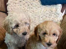 Stunning litter of Cavapoos