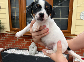 Jack russell