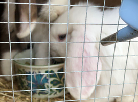 Gorgeous mini lops for sale.