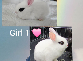 Beautiful netherland dwarf cross single lionheads