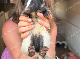 Skunk baby
