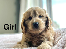 3 apricot cockapoo girls now ready for family homes