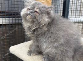 READY NOW! GCCF registered Persian kitten