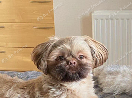 100% proven Shihtzu