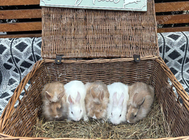 Beautiful Lionhead bunnies for sale