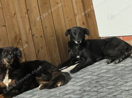 Greyhound x Collie Sisters