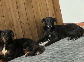 Collie x Greyhound
