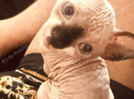 Boy Canadian Sphynx
