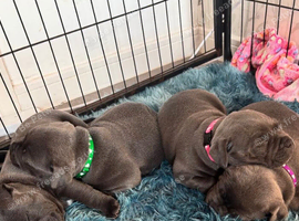 Blue staffordshire bull terrier puppies KC