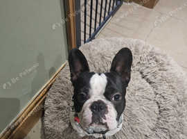 Boston terrier for stud