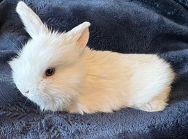 Pure bred mini lop bunnies