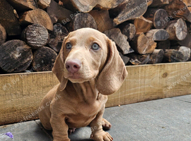 KC registered miniature Dachshund- Ready to leave now!