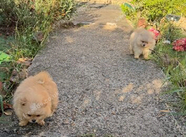 Stunning Pomeranian Pups (teddy bear)