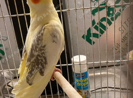 Hen cocktail