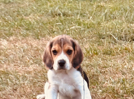 Two gorgeous beagle puppies