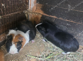 Adult male guinea pigs
