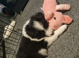 Beautiful full breed border collie female - 8 weeks