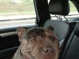 pocket bully