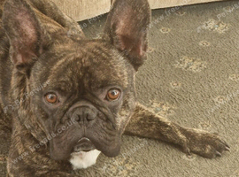 French Bulldog For sale