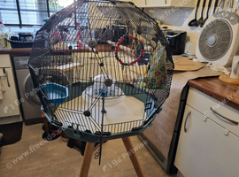 Omlet budgies x canary cage