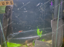 Selling baby guppies greens blacks yellows bright oranges (majority) and albinos you can pick between female and male and colors are completely random