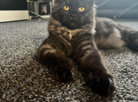 LUNA mainecoon kitten