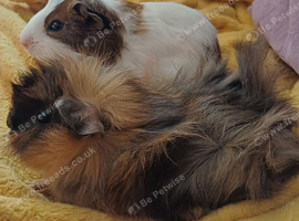 9 week old brothers gpigs
