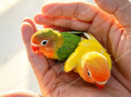 DECINO/ FISHER LOVEBIRDS CHICKS FOR HAND TAME
