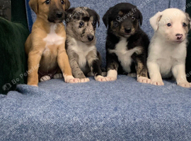 Ready now - Blue Merle Collie X Lurcher puppies
