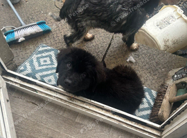 Newfoundland x