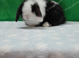 Stunning purebred mini lop rabbits