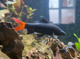 Red Tail Shark